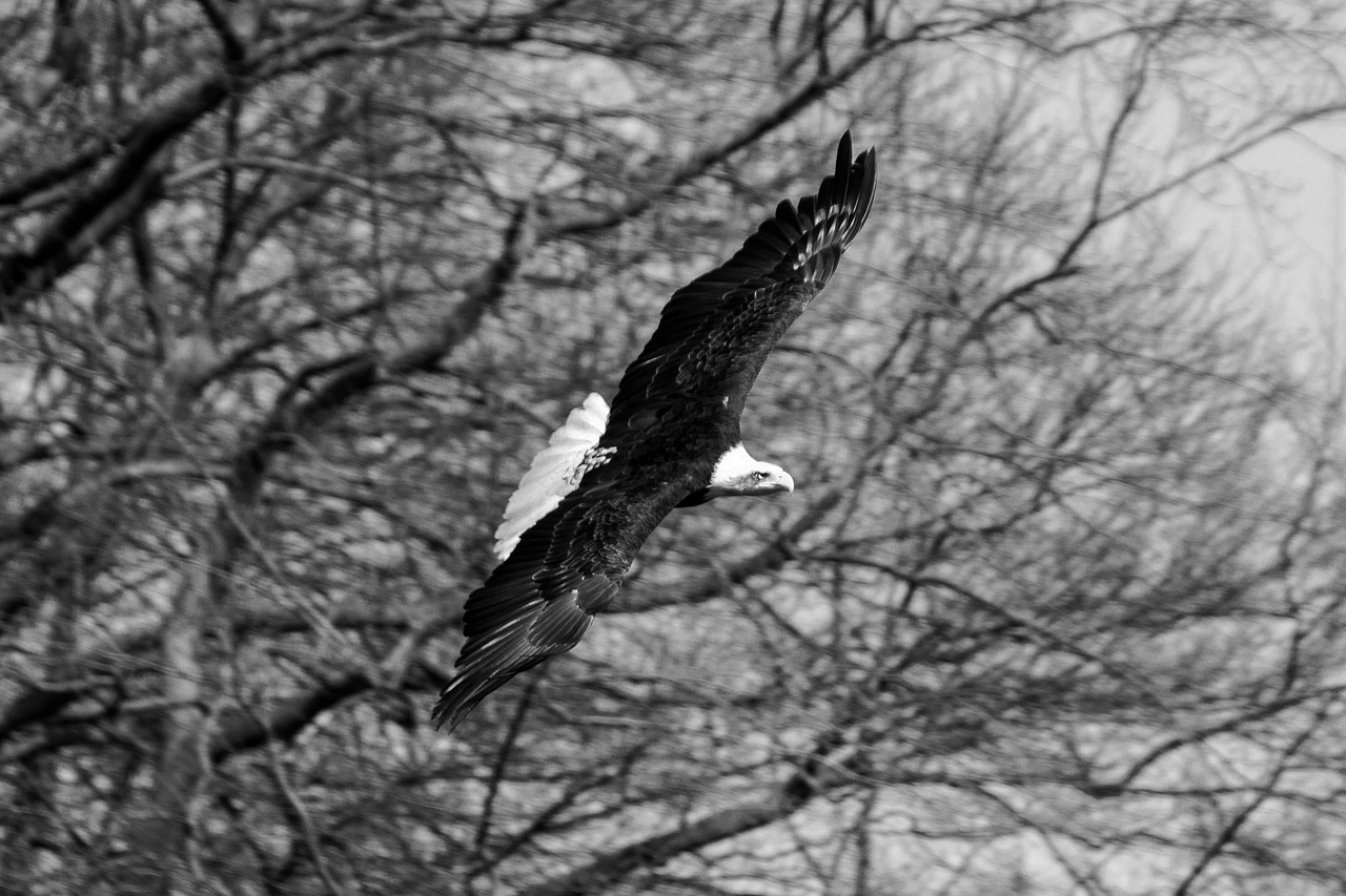 eagle bird bird of prey free photo