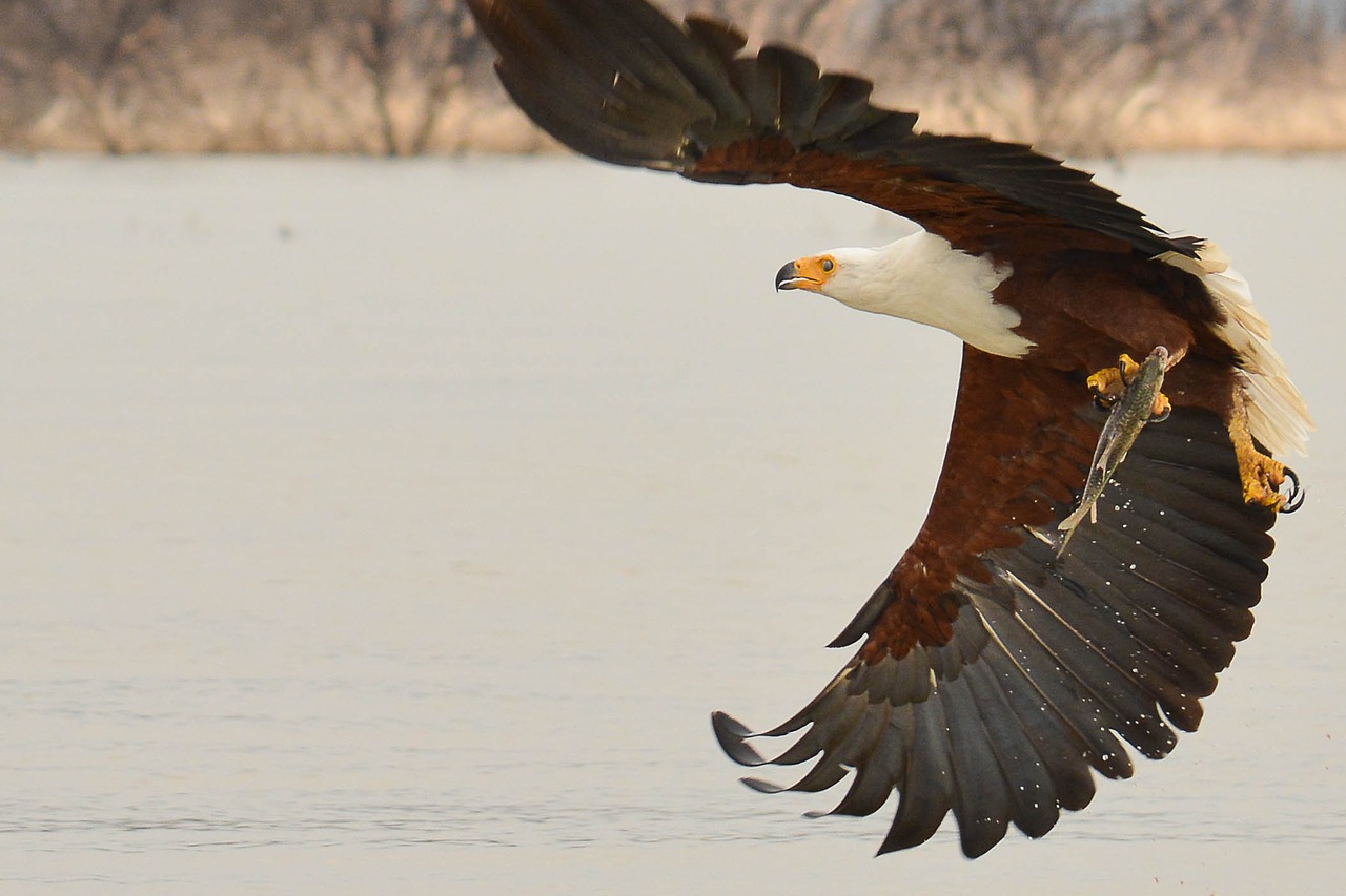 eagle bird fish free photo