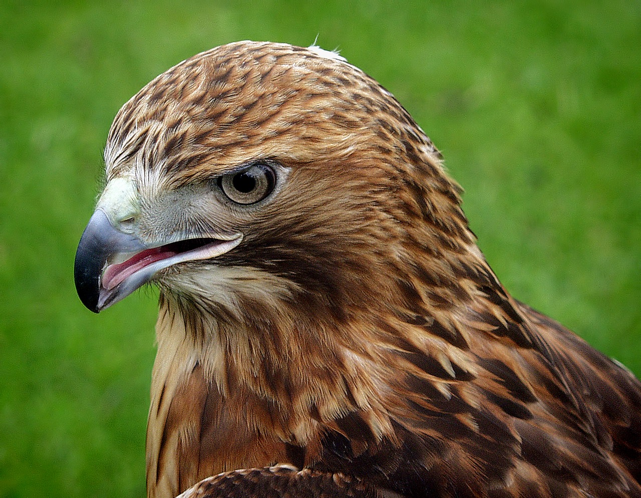 eagle bird animal free photo