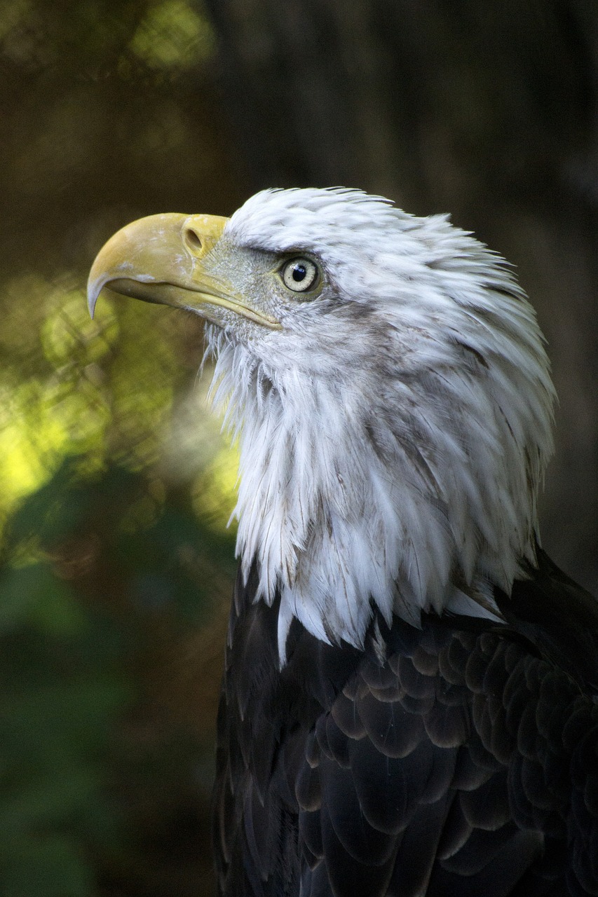 eagle bald american free photo