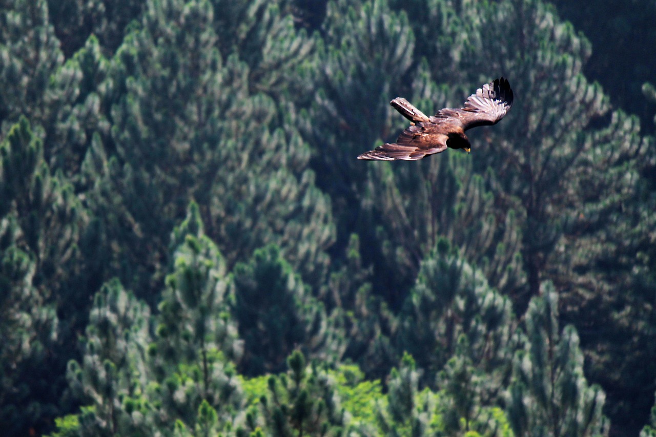 eagle bird bird of prey free photo