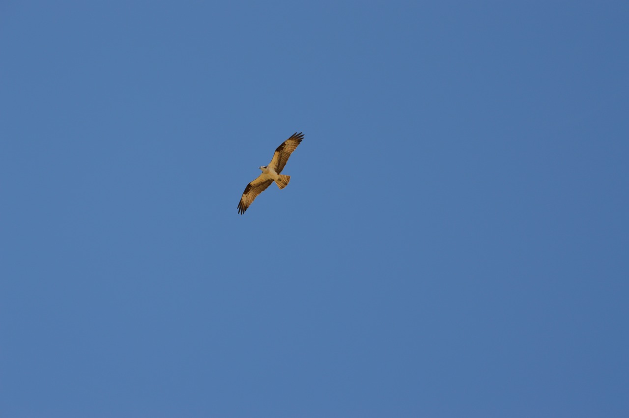 eagle bird flight free photo
