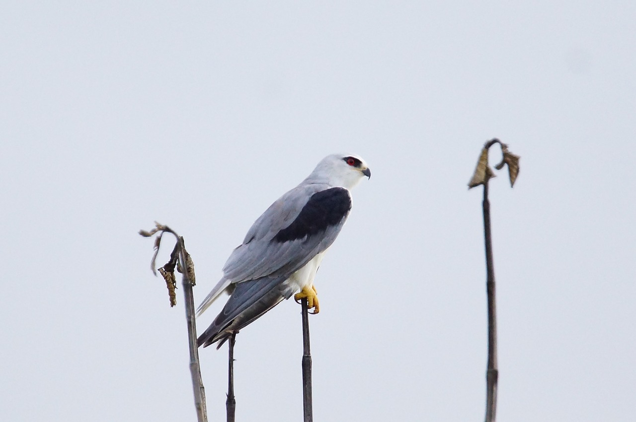 eagle white bird free photo