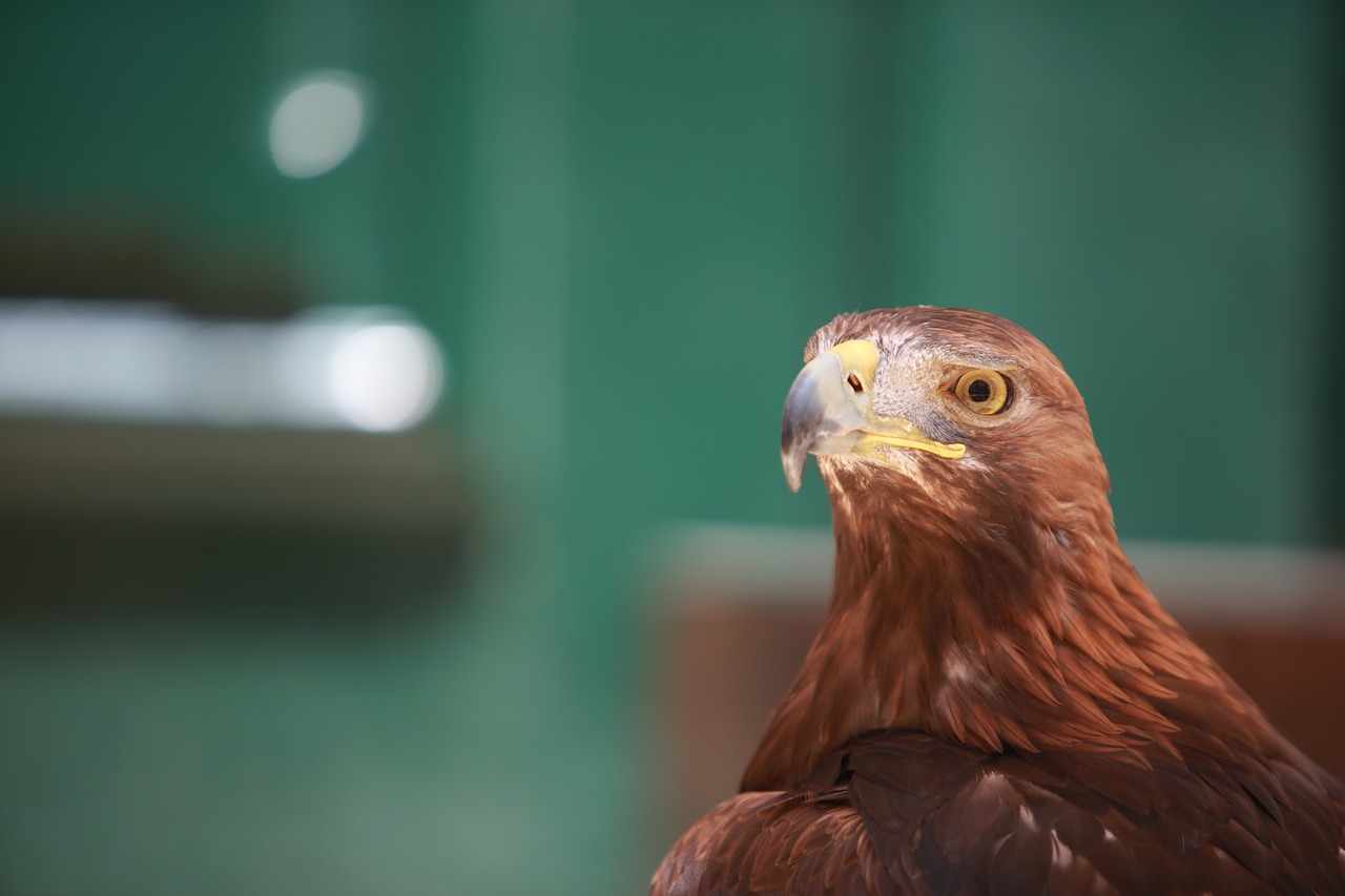 eagle bird bird of prey free photo