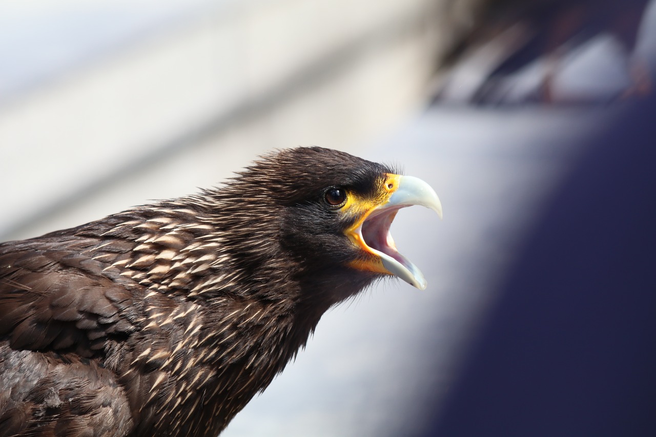 eagle squawk screech free photo