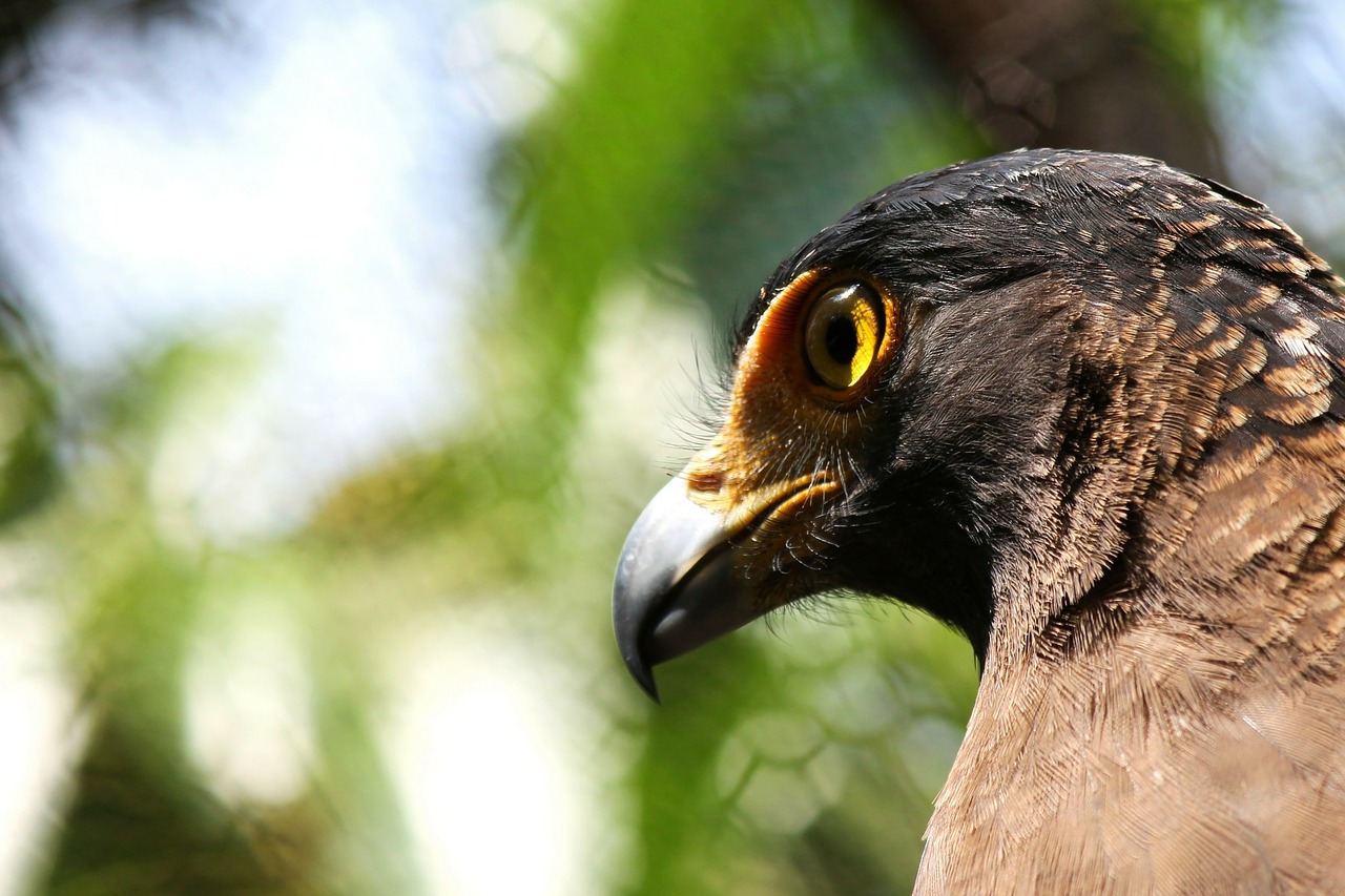 eagle eyes bird of prey free photo