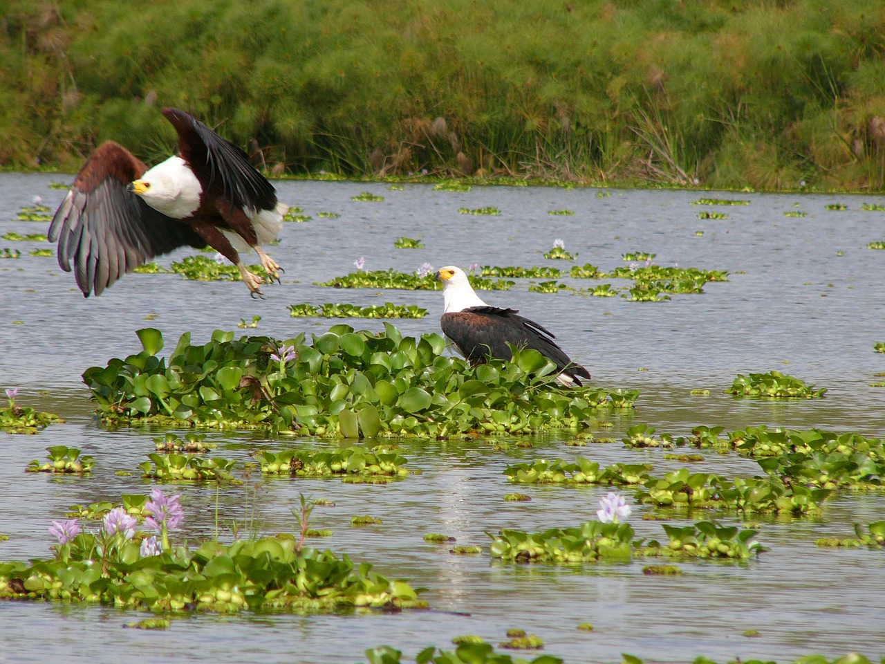 eagle flying africa free photo