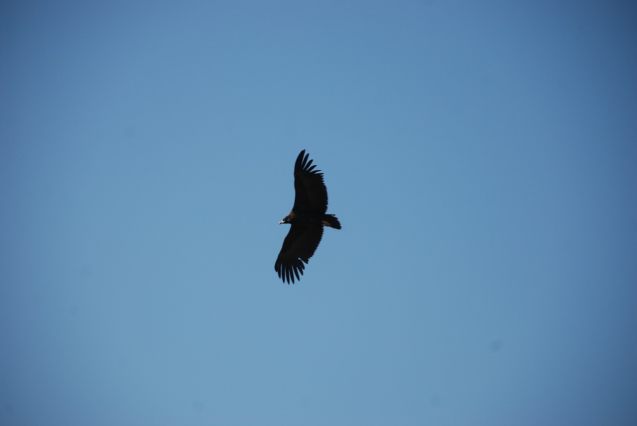 eagle sky the expanse free photo