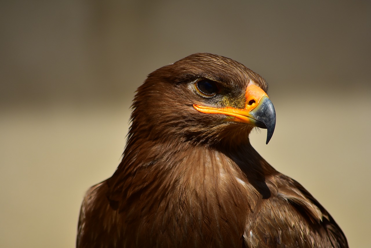 eagle bird predator free photo