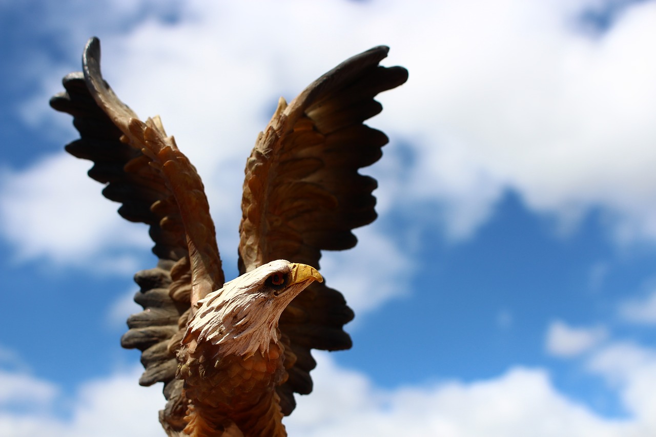 eagle bird wings free photo