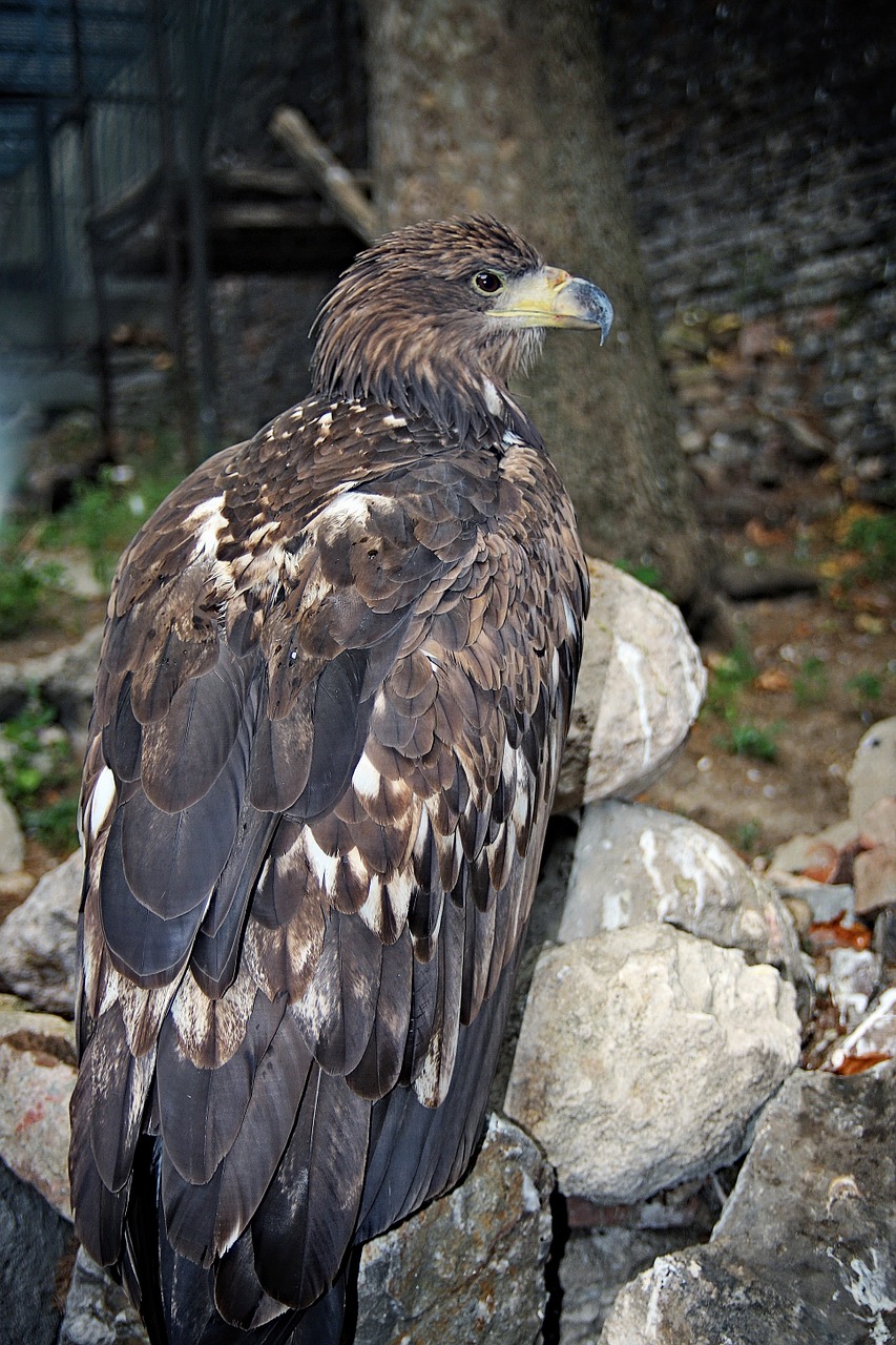 eagle bird animal free photo