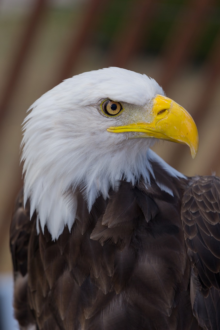 eagle bird wild free photo