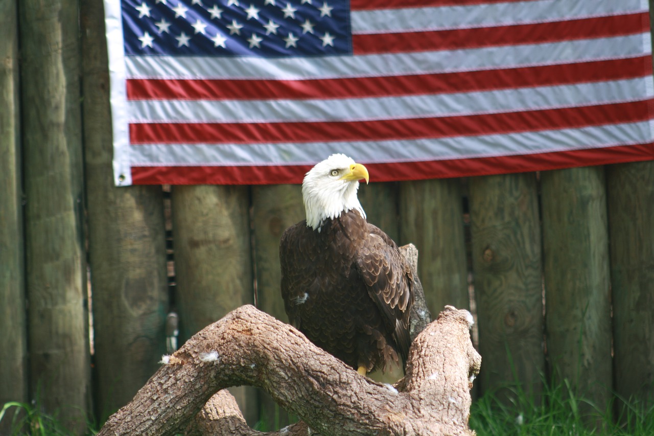 Download free photo of Eagle,america,beautiful,bird,symbol - from  