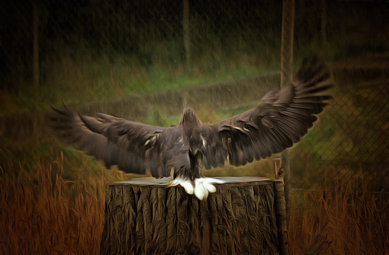 eagle wings bird of prey free photo