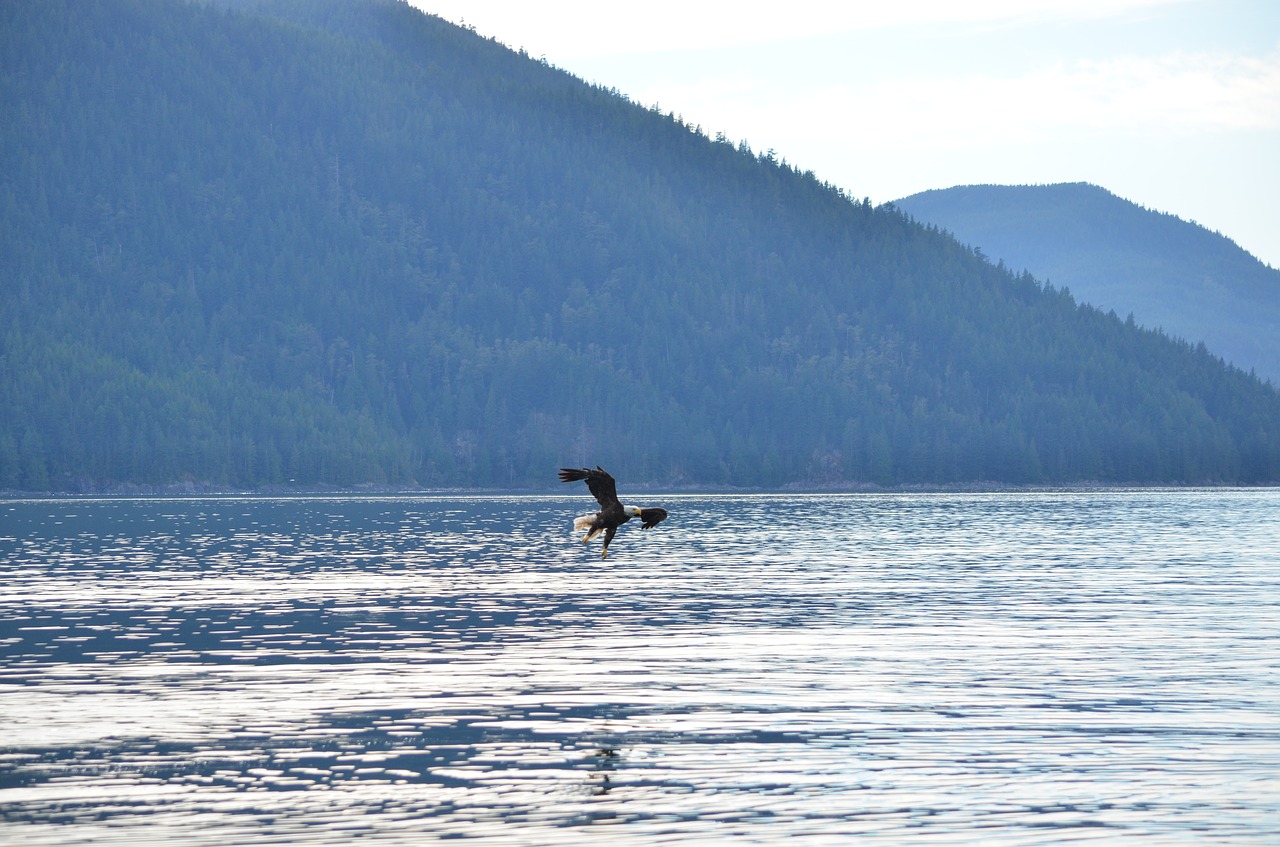 eagle soaring flying free photo