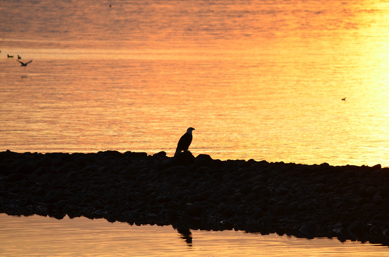 eagle silhouette bald eagle free photo