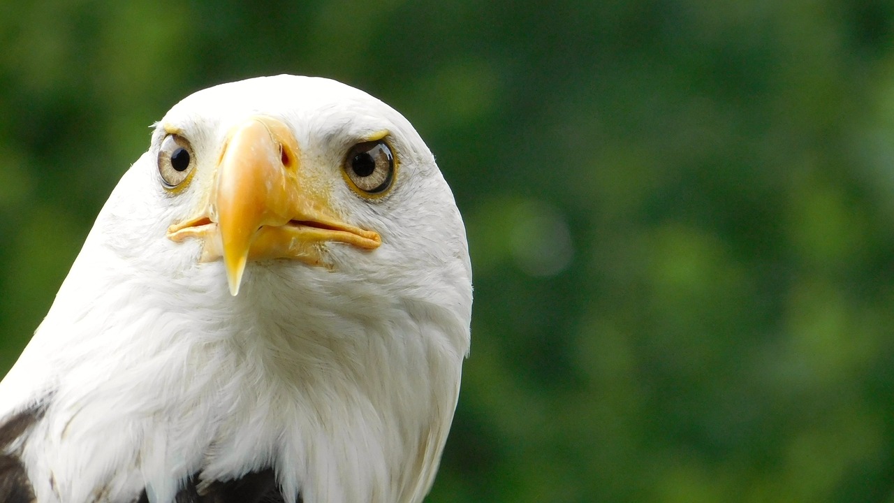 eagle bird of prey nature free photo