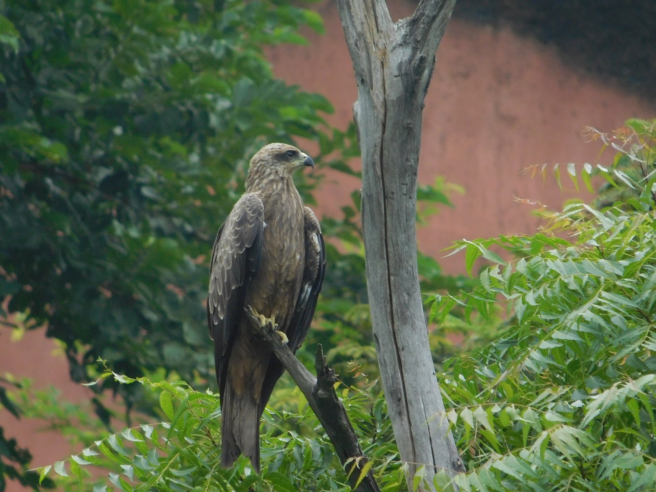 eagle tress forest free photo