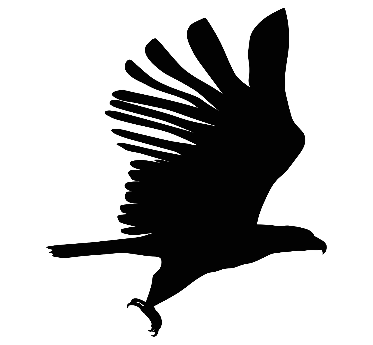 eagle silhouette bird free photo