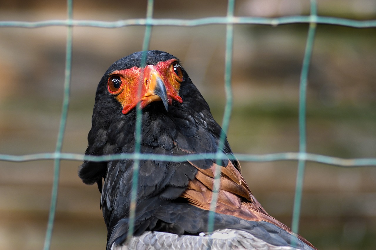 eagle savannah bateleur raptor free photo