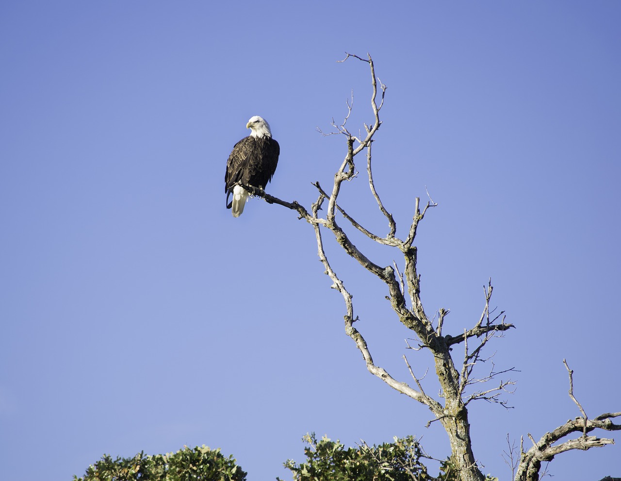 eagle bird animal free photo