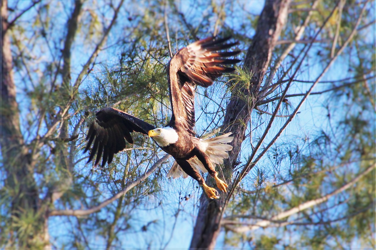 eagle flight nature free photo