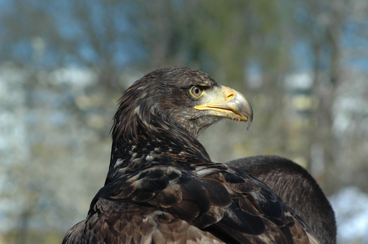 eagle 3 raptor observing free photo