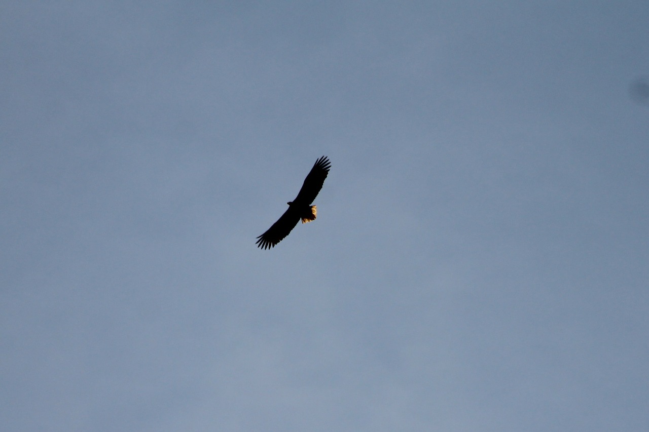 eagle bird fly free photo