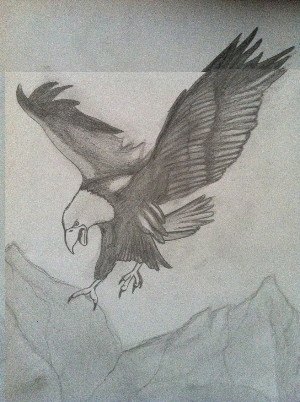 eagle charcoal drawing pencil drawing free photo