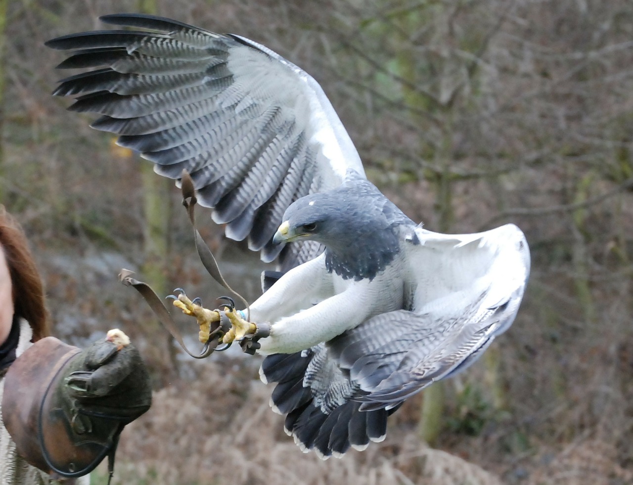 eagle predator close-up free photo