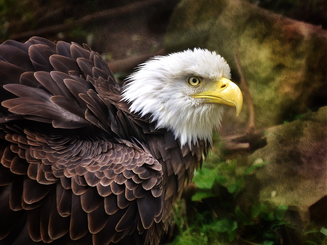 eagle  birds  emblem free photo