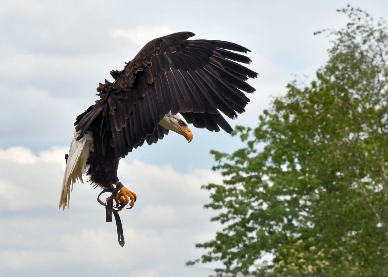 eagle  flight  landing free photo