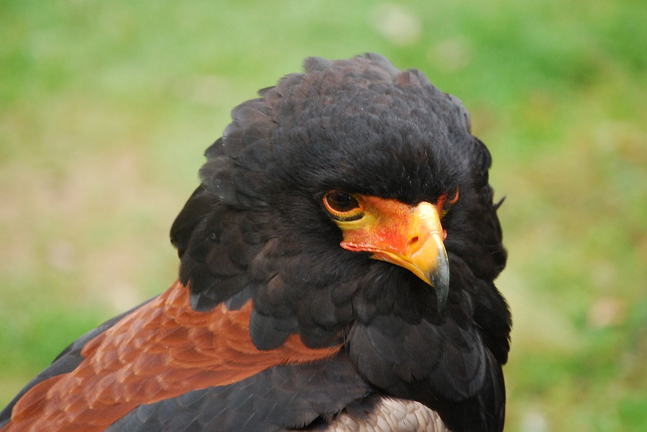 eagle bird of prey bateleur free photo