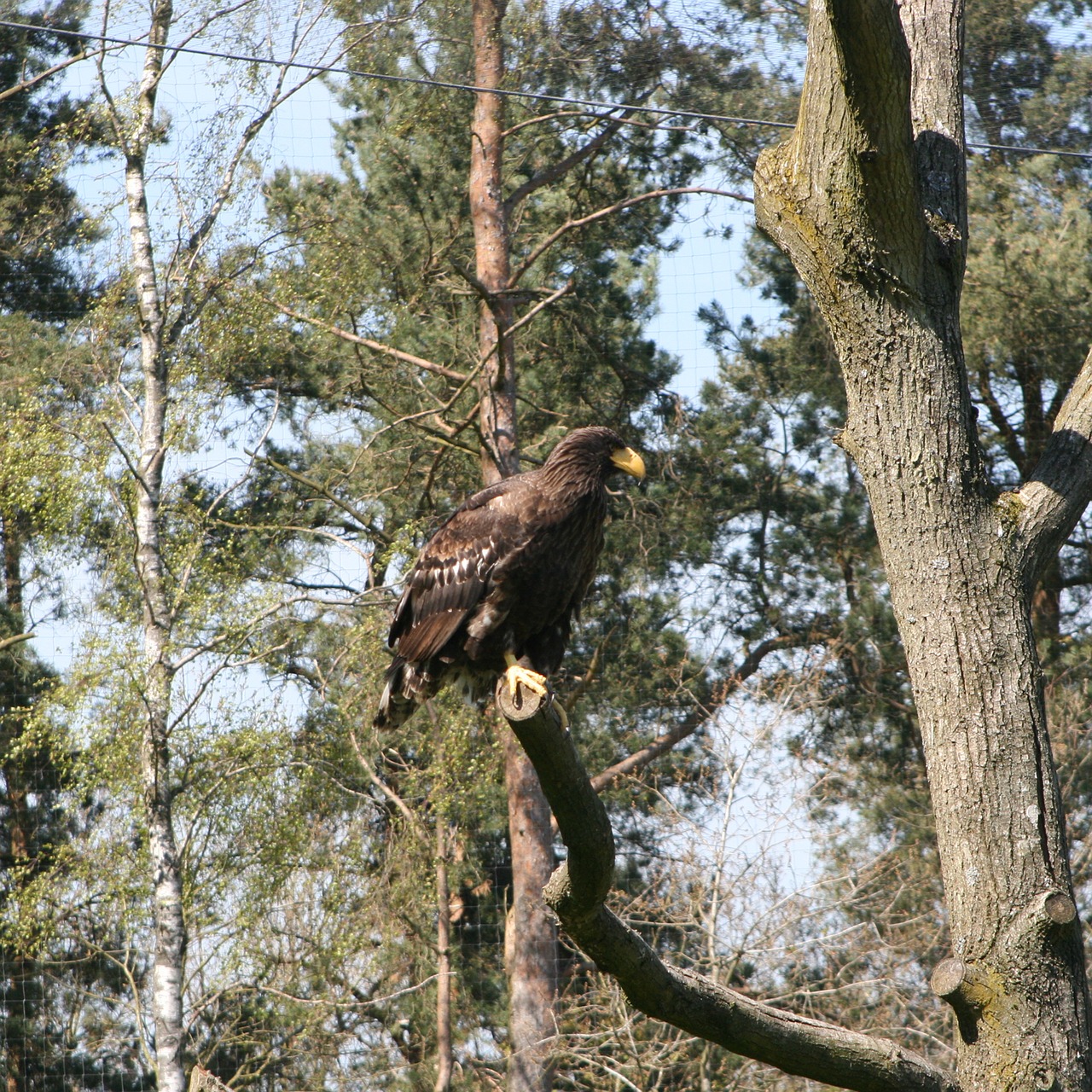 eagle  the scandinavian wildlife park  kolind free photo