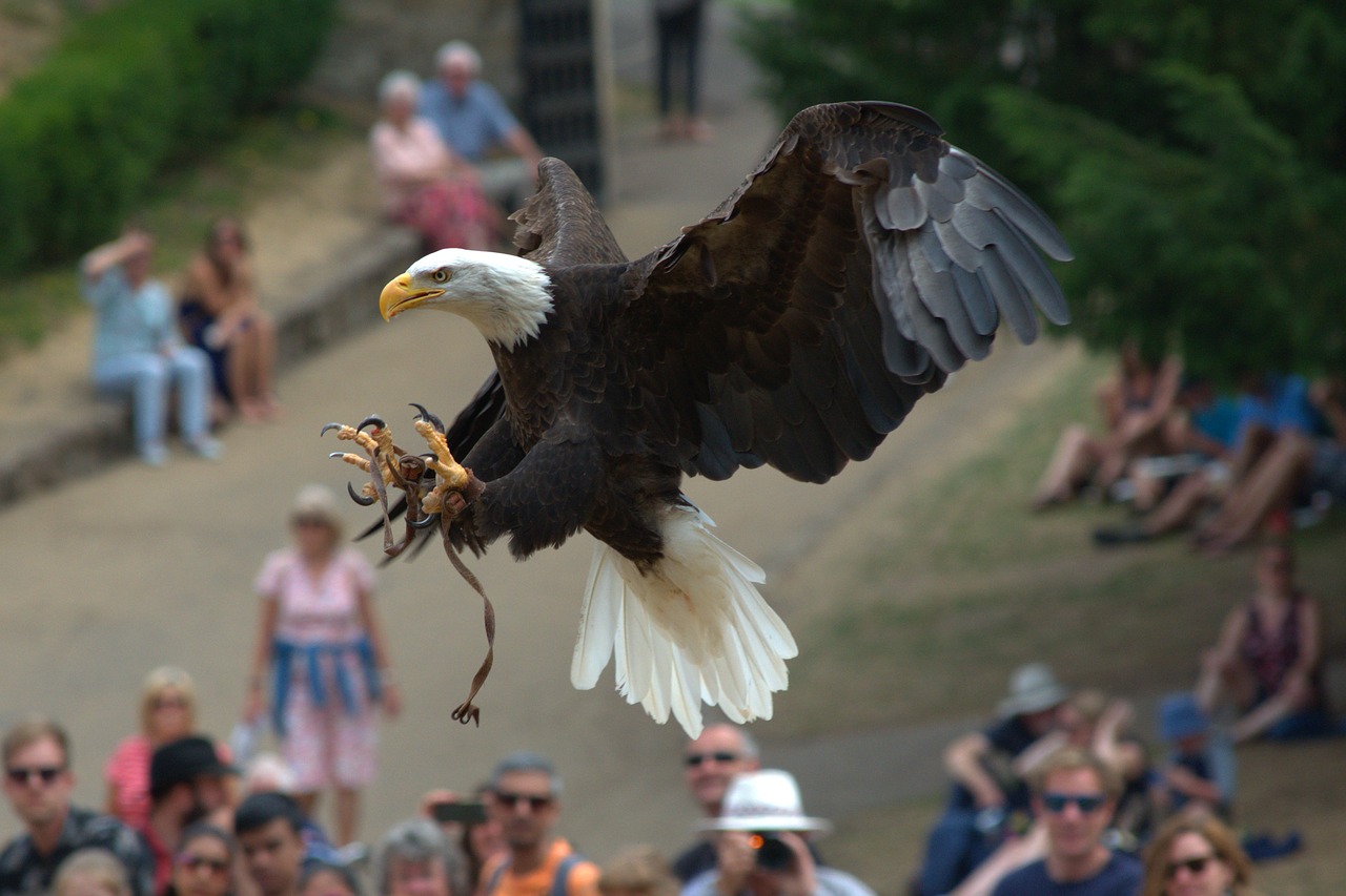 eagle  raptor  claws free photo