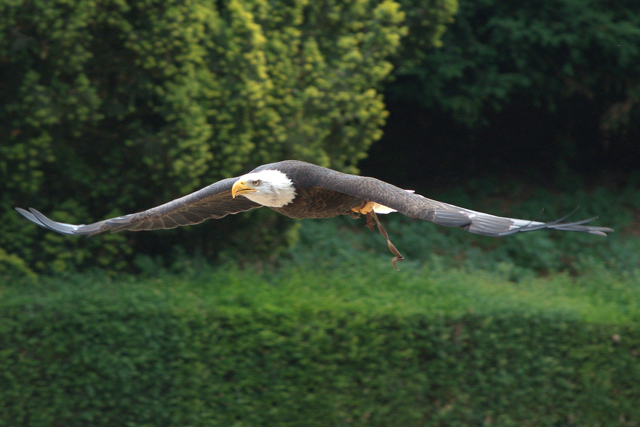 eagle  bird  raptor free photo