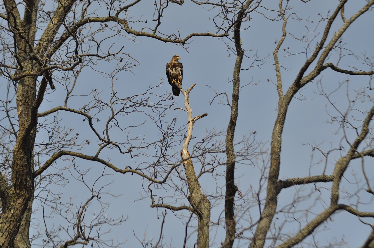 eagle  majestic  junior-eagle free photo