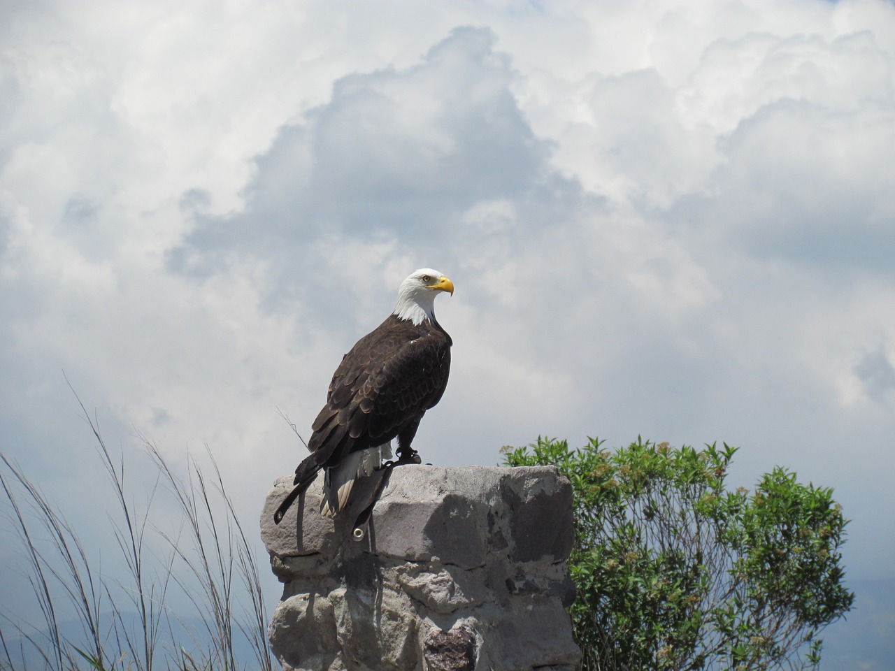 eagle  ave  animals free photo