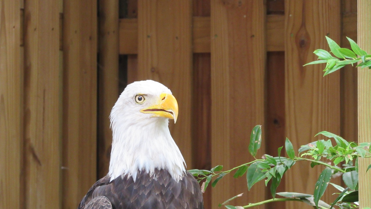 eagle  bald eagle  bird free photo