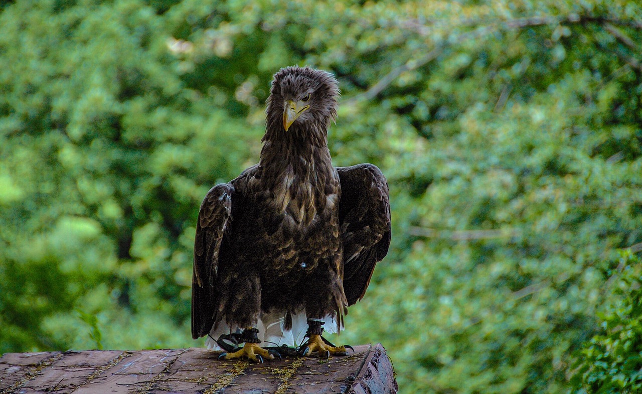 eagle  bird  nature free photo