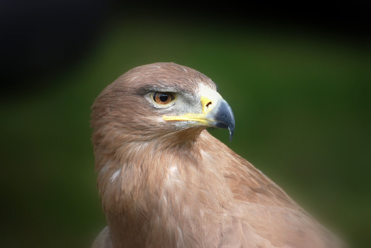 eagle raptor predator free photo