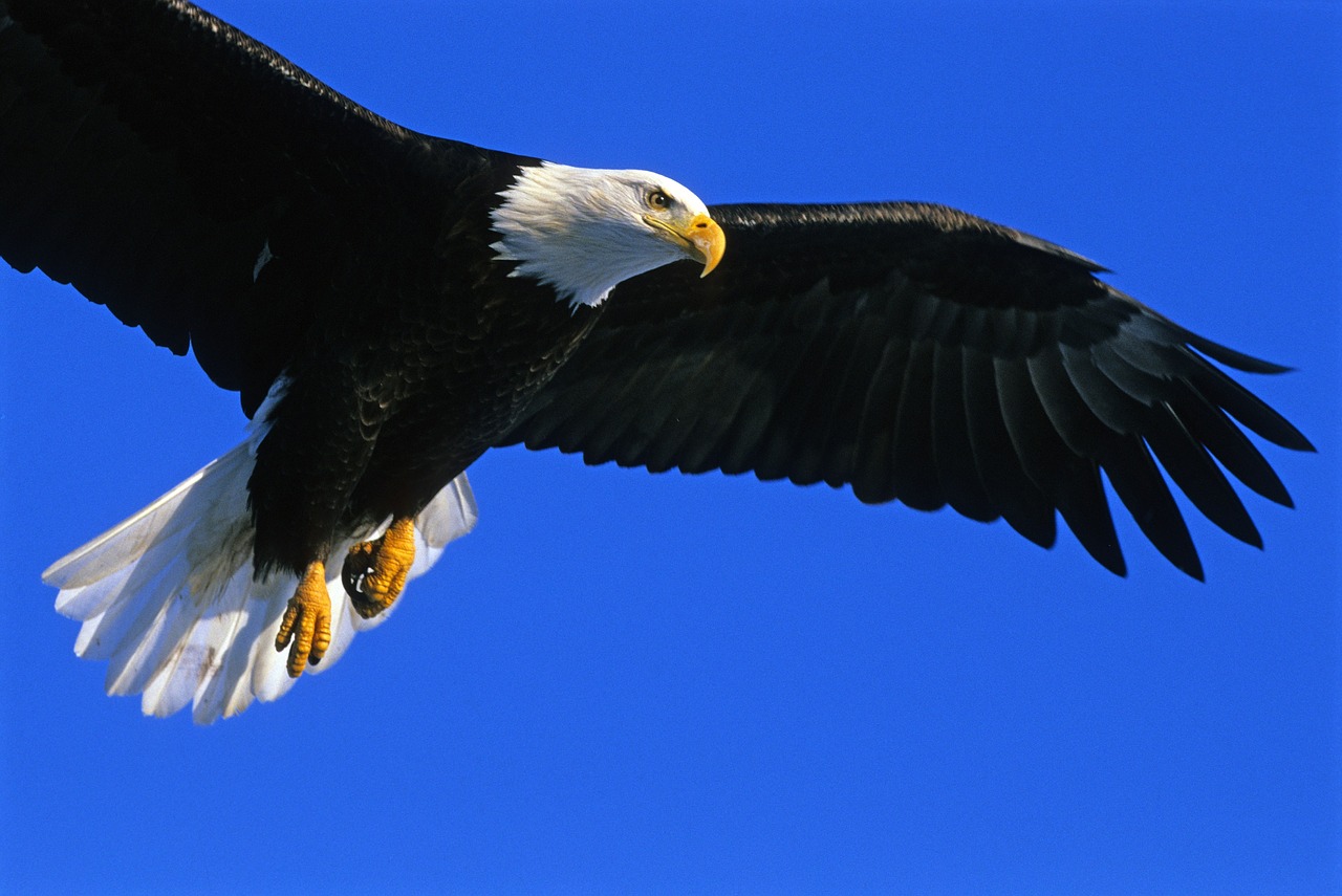 eagle  bald  soaring free photo