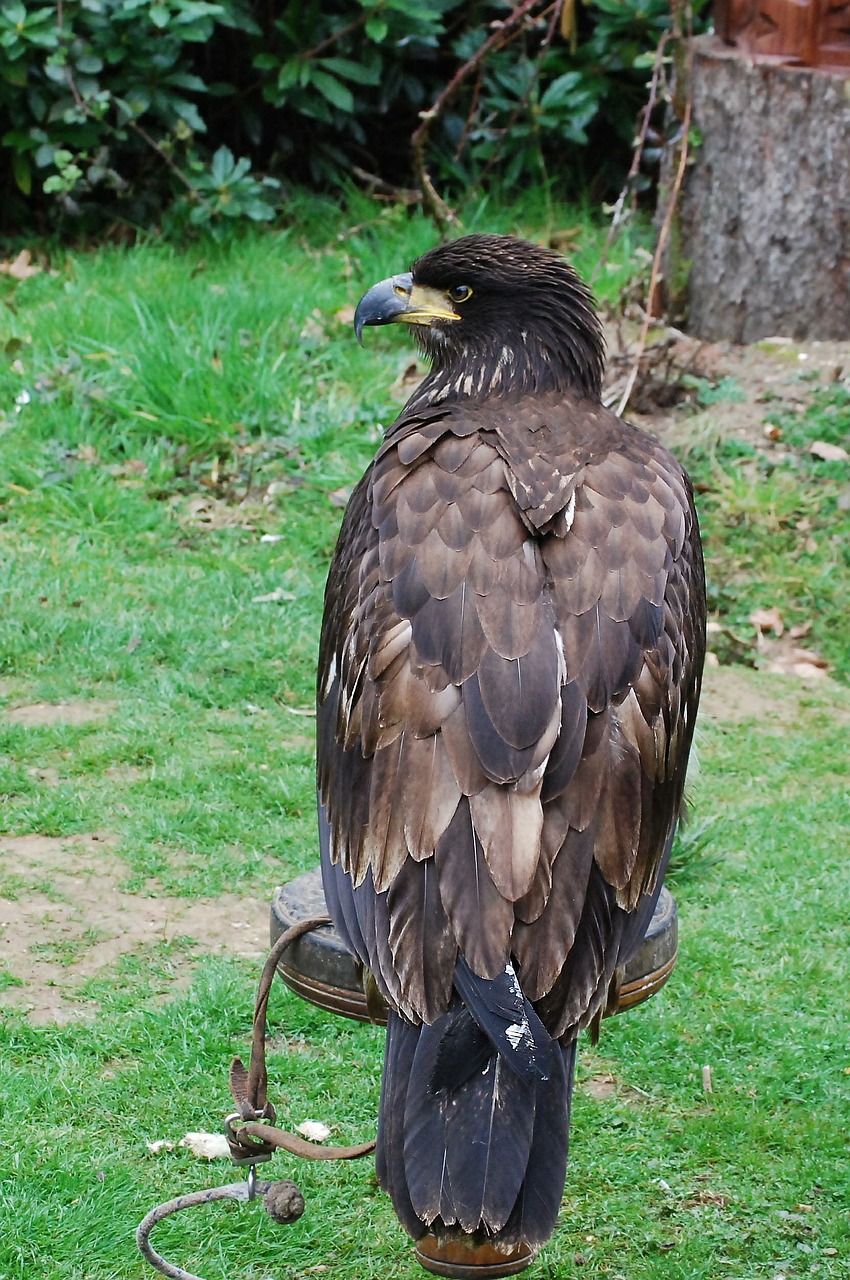 eagle falconry training free photo