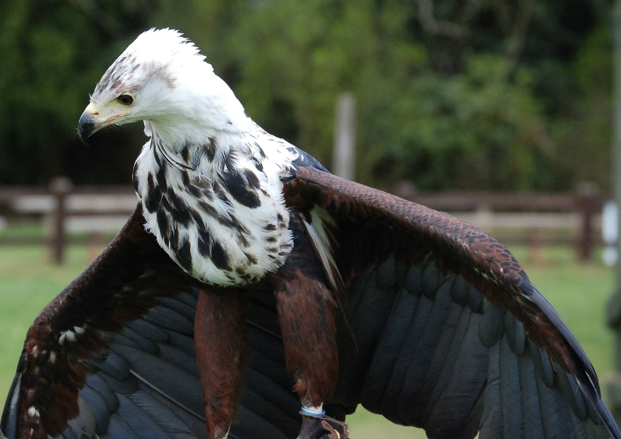 eagle sea feather free photo