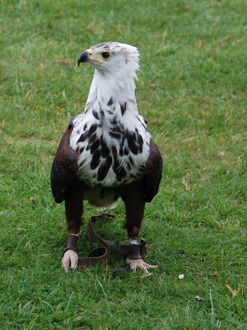 eagle sea feather free photo