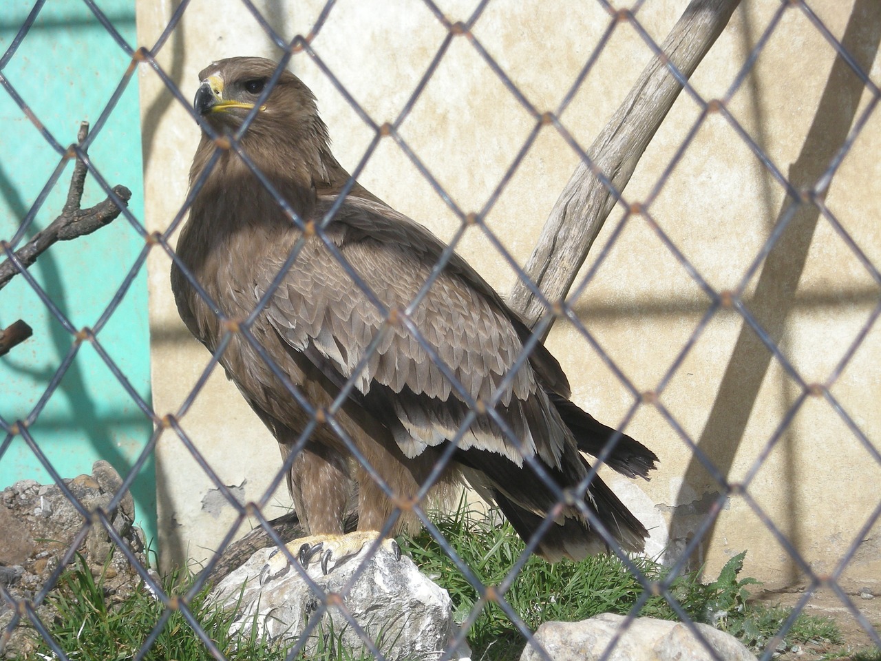 eagle cage raptor free photo