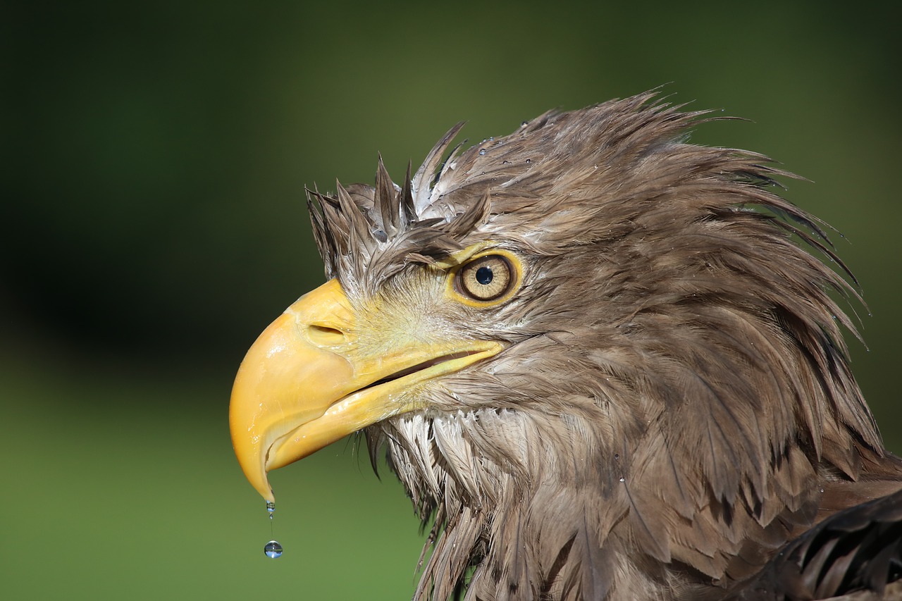 eagle  white tail  water free photo