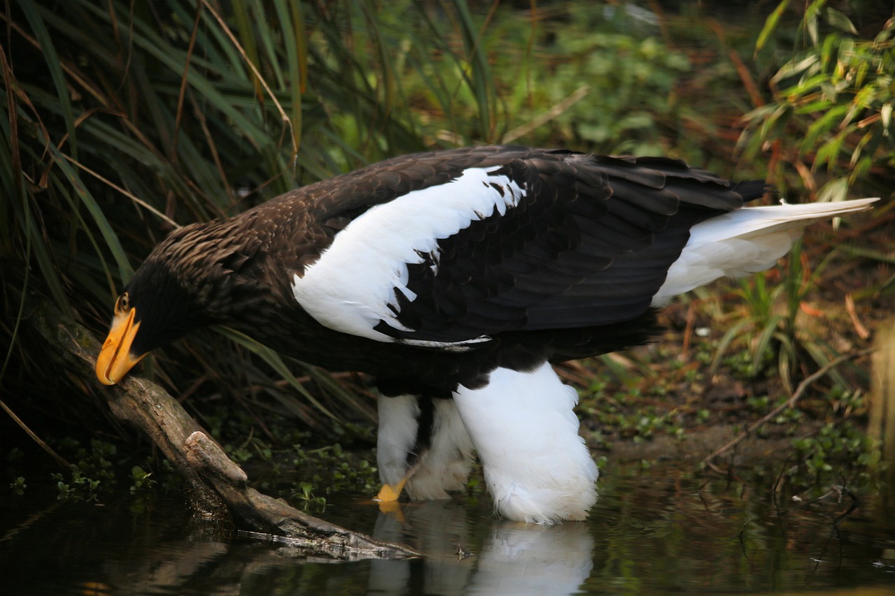 eagle  nature  bird of prey free photo