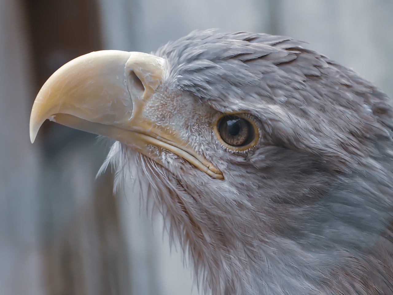 eagle  nature  bird free photo