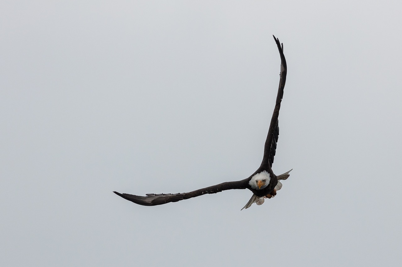 eagle  bald  flying free photo